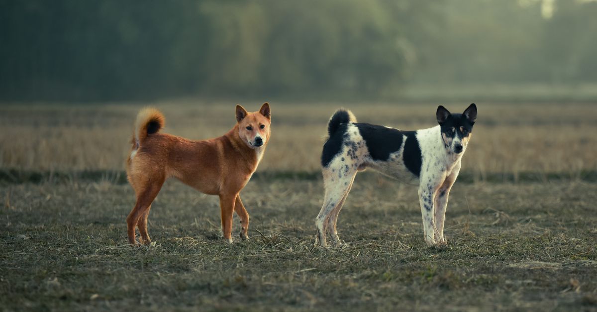 Natural vs pharmaceutical joint treatment for dogs