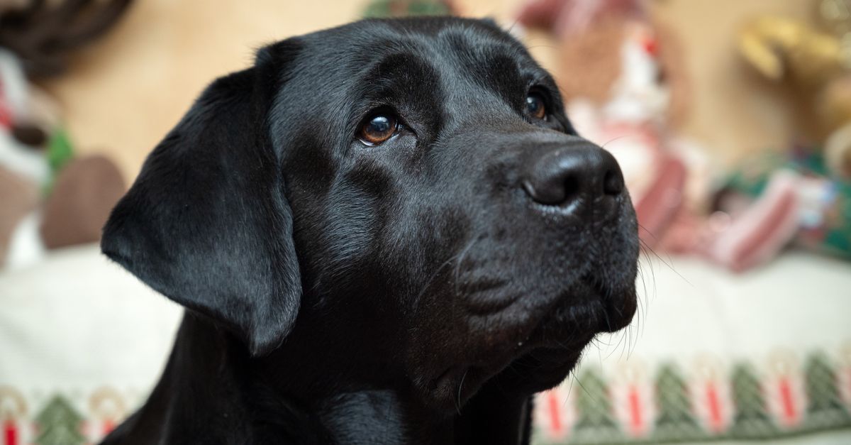 The best joint supplements for large dogs