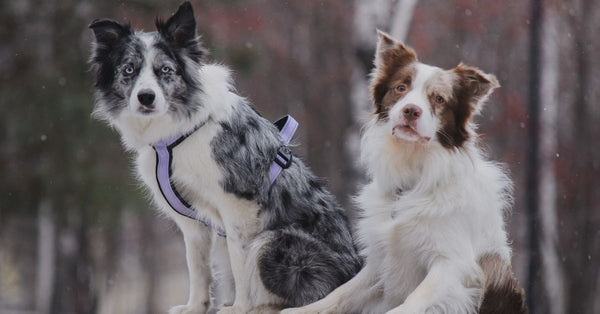 Two Border Collies sitting on a wooden fence in a forest setting, showcasing their playful nature.