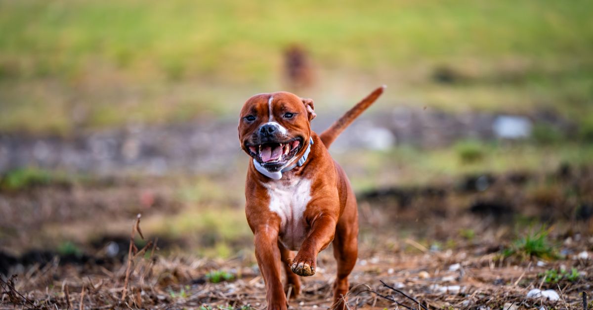 The best joint supplement for Staffy crosses