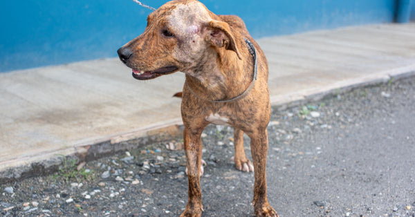 Brindle mix breed rescue dog on a leash, recovering from surgery outdoors in Trinidad and Tobago.