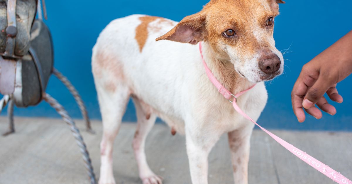 The best joint supplement for a dog with Legg-Calve-Perthes disease