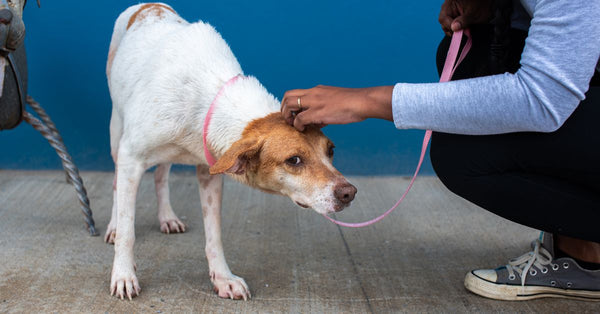 A mix breed dog on a leash being comforted by a caregiver in Trinidad and Tobago.