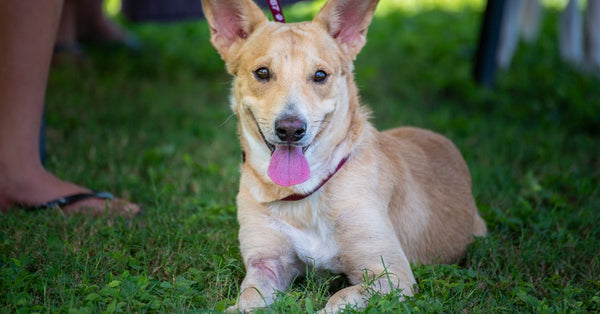 Cute rescue dog with floppy ears and pink tongue lying on green grass outdoors.