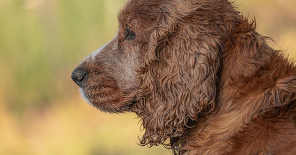 Close-up portrait of a wet brown spaniel dog enjoying a summer day outdoors.