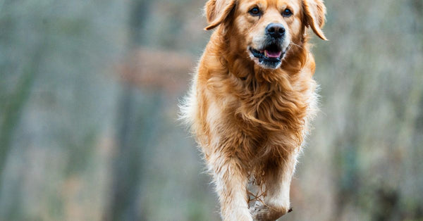 A happy golden retriever walking outdoors on a forest trail.