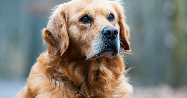 Close-up portrait of a Golden Retriever dog with soft focus outdoor backdrop.