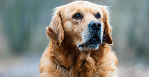 Close-up of a Golden Retriever looking attentively outdoors. Ideal for pet lovers and animal-themed projects.