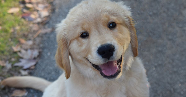 Smiling Golden Retriever puppy sitting on a path surrounded by autumn leaves.
