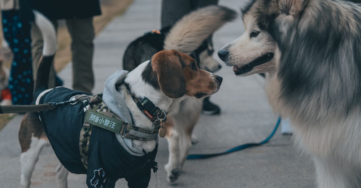 Why should I give my dog joint supplements?