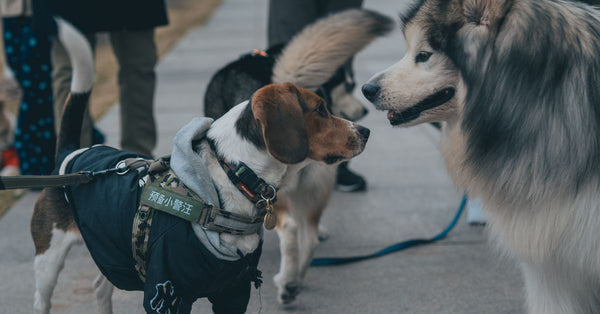Two dogs, one in clothing, interacting outdoors on a sidewalk.