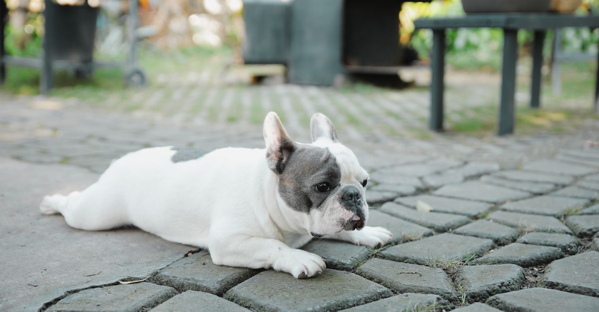 French Bulldog and joint problems: an owner's guide