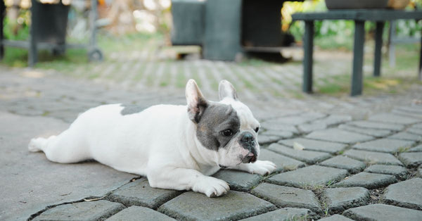 Cozy French Bulldog laying on patio, enjoying a sunny day outdoors. Perfect pet content.