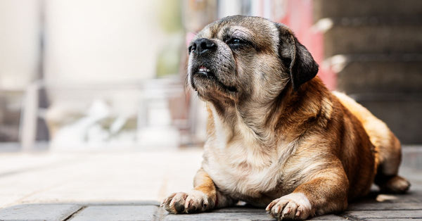 A cute brown dog lies on a paved sidewalk in Perú, showcasing a relaxed and content expression.