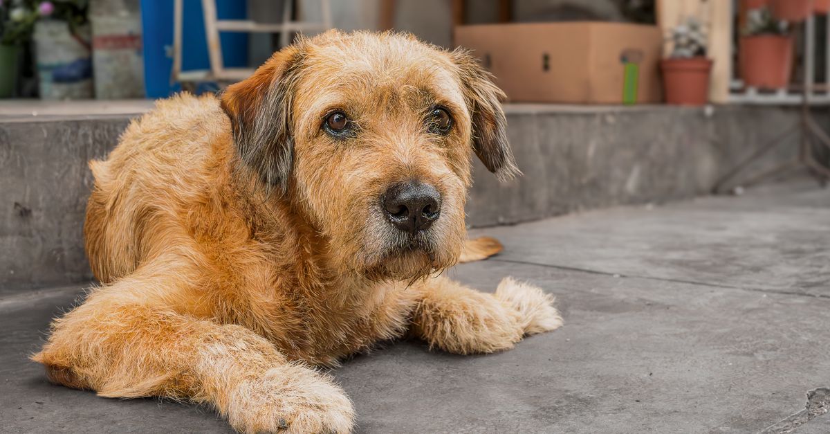 Incontinence in older dogs: causes and how to help