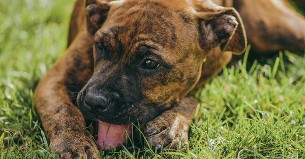 Pet Gently not working? What to do next