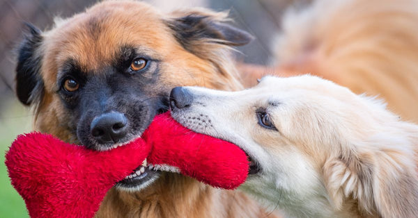 Two playful dogs enjoy a game of tug-of-war with a red plush toy outdoors.
