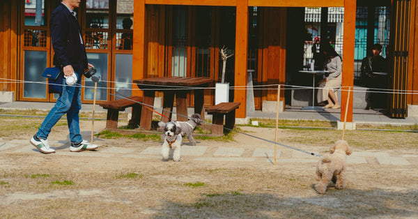 A man walks two dogs near a traditional Korean cafe in Seoul.