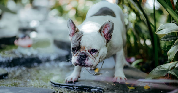 French bulldog drinks water in a lush garden setting, capturing its playful nature.