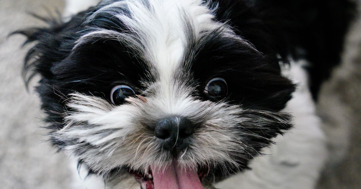 NutriPaw dosage guide: how much to give by weight