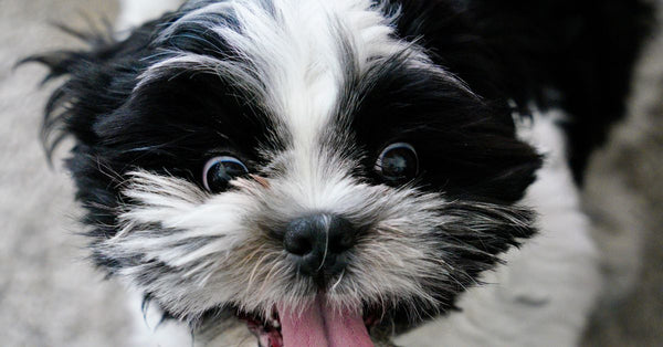 Adorable Shih Tzu puppy with tongue out, showcasing a joyful expression.