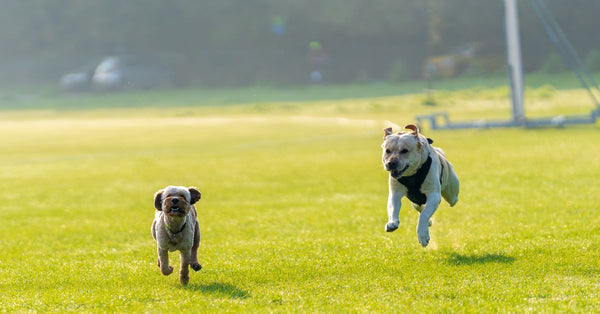 Two dogs joyfully run across a sunlit grassy field, capturing a moment of playful freedom.