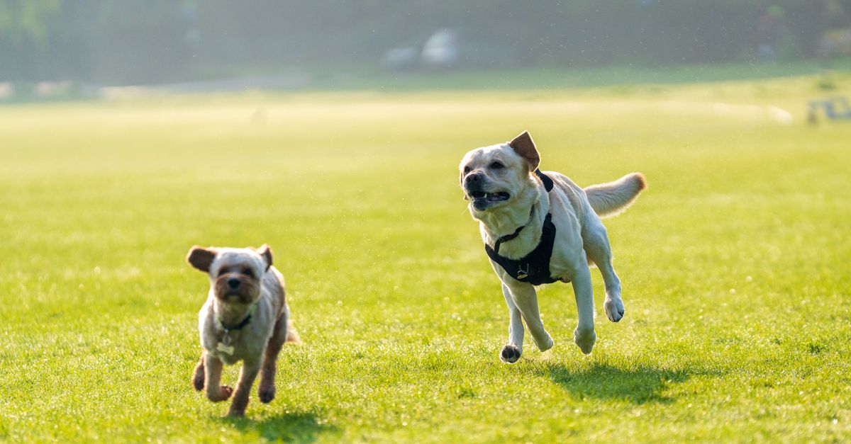 Should you feed your dog mango?