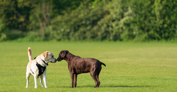 Two Labrador Retrievers greeting each other in a park