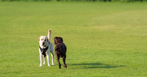 Two Labrador Retrievers, one yellow and one chocolate, playing on a bright green grass field.