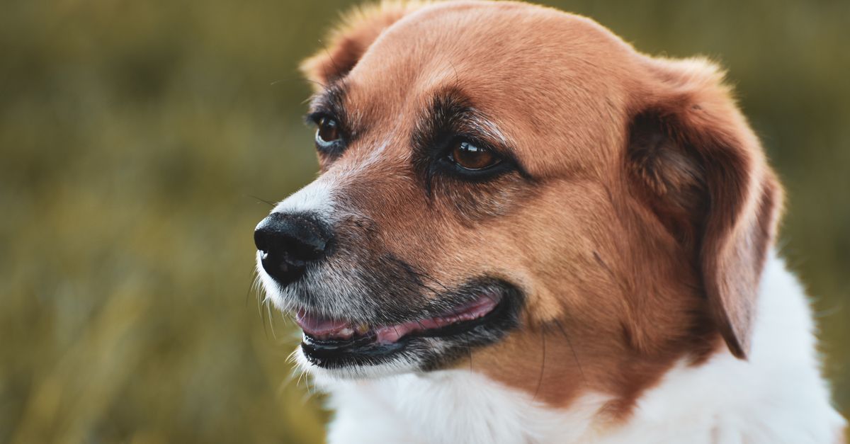 Metacam side effects in dogs