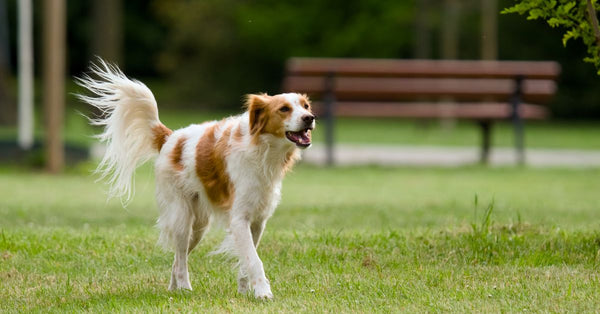Active Golden Retriever running happily in a sunny park with green grass.