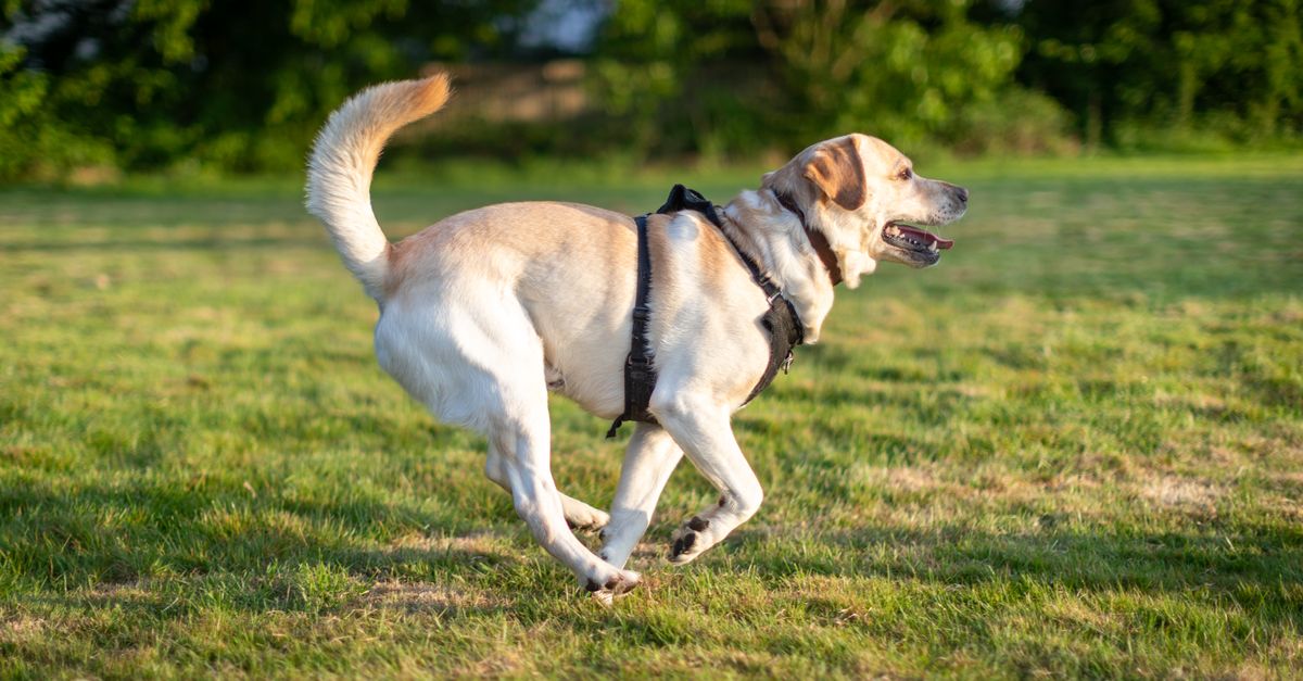 The best joint supplement for senior Labradors