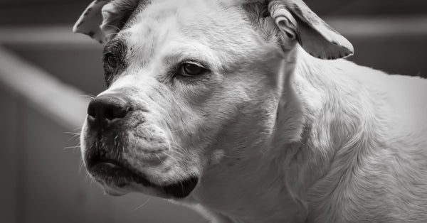 Black and white portrait of a thoughtful white boxer dog captured indoors with soft lighting.