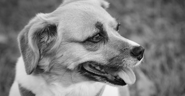 Charming black and white portrait of a smiling dog in an outdoor setting.