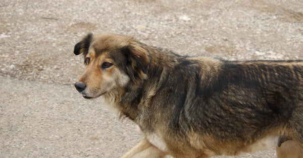 A stray dog walks on a paved road in Tirana, Albania, showcasing its natural coat.