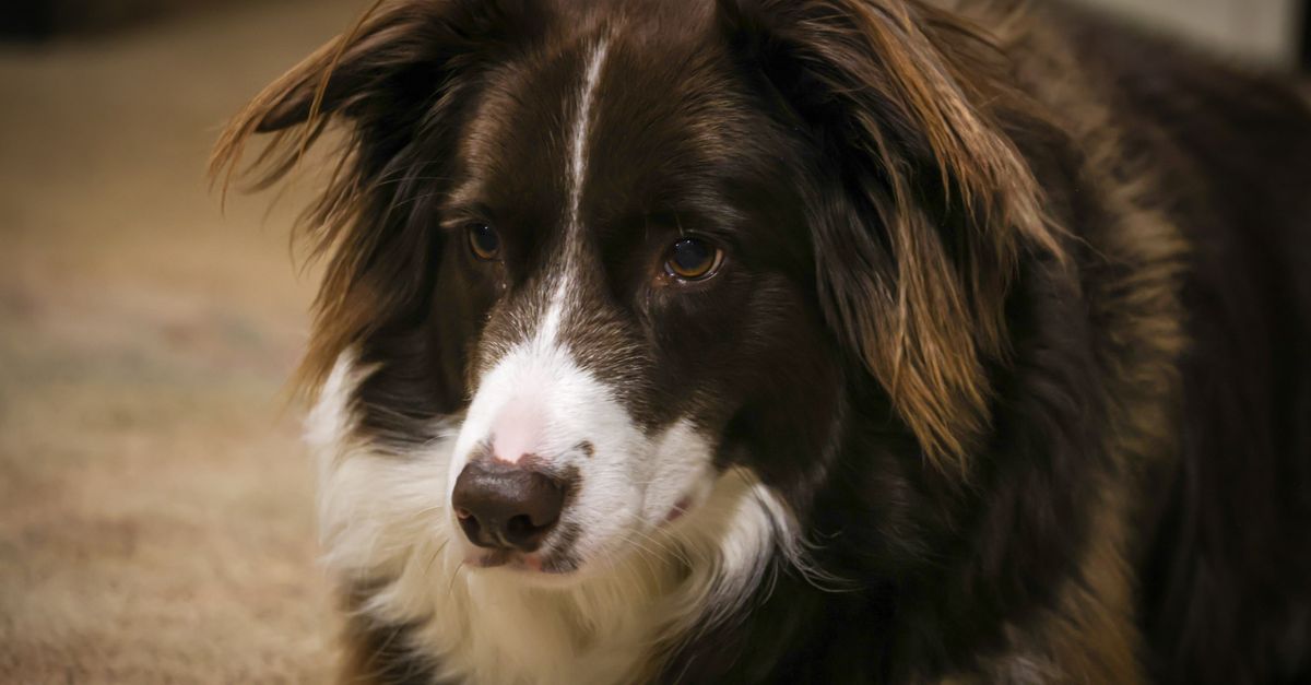 How much MSM should be in a dog joint supplement?
