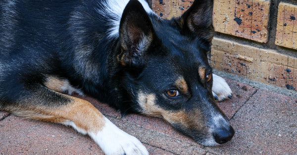 A border collie lying down on a brick pathway, looking pensive.