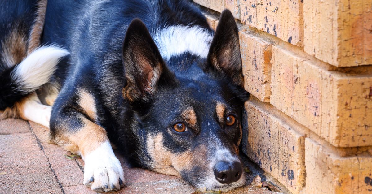 Dog depression and arthritis: recognising the signs