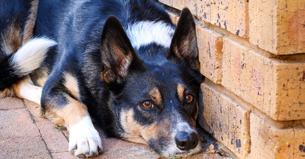 A sleepy Border Collie rests against a brick wall, capturing a peaceful moment outdoors.