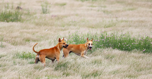 Two dogs joyfully playing in a lush, green meadow during daytime.
