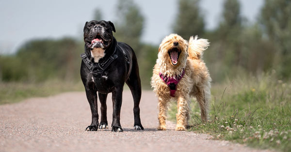 Two joyful dogs on a walk along a sunny country path, enjoying the outdoors.
