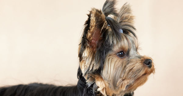 Cute Yorkshire Terrier puppy portrait with a top knot, isolated in a studio setting.