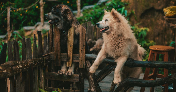 Two fluffy dogs in a rustic garden setting, showcasing their playful nature.