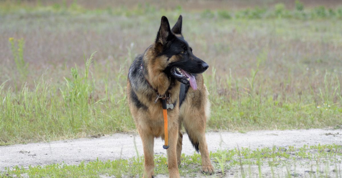 The cheapest joint supplement for large dogs that still works