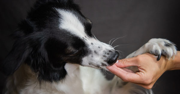 Close-up of a cute black and white dog licking a human's hand, showing affection.