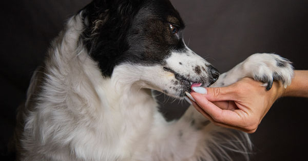 A gentle interaction as a human hand holds a dog's paw, symbolizing trust and friendship.