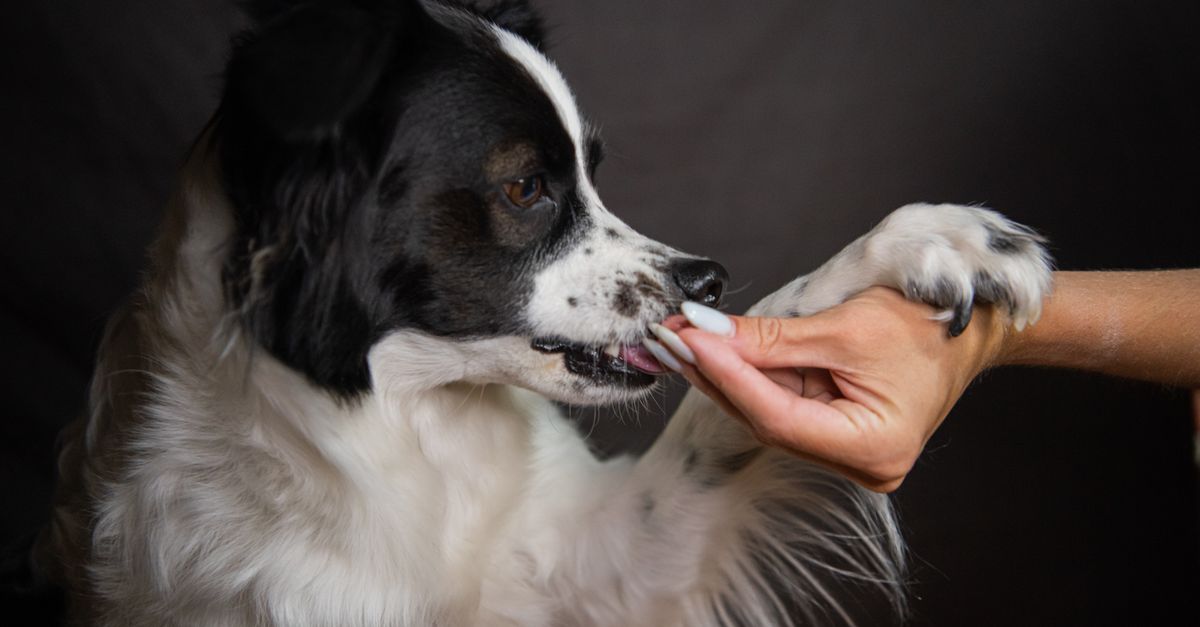 What makes a dog supplement tasty?
