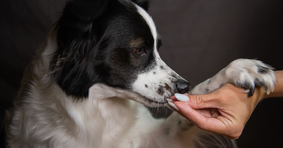 The best turmeric supplement for dogs in the UK