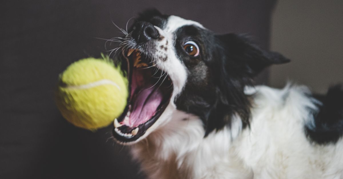 Canine physiotherapy: what to expect