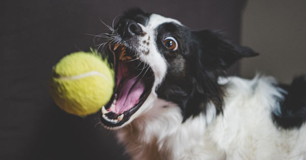 Dynamic photo of a Border Collie eagerly catching a tennis ball in mid-air.